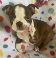 Markie, a male Boston Terrier for sale in Lake in the Hills, IL – Photo 2 of 7