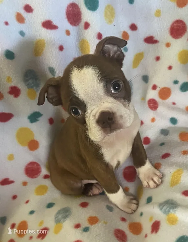 Markie – Boston Terrier puppy for sale in Lake in the Hills, IL
