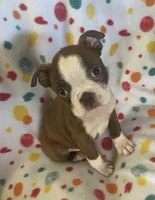 Markie, a male Boston Terrier for sale in Lake in the Hills, IL – Photo 5 of 7
