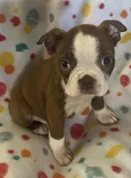 Markie, a male Boston Terrier for sale in Lake in the Hills, IL – Photo 1 of 7