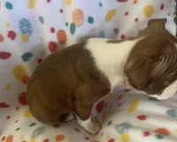Markie, a male Boston Terrier for sale in Lake in the Hills, IL – Photo 6 of 7