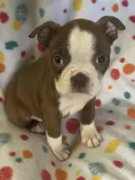 Markie, a male Boston Terrier for sale in Lake in the Hills, IL – Photo 3 of 7