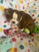 Markie, a male Boston Terrier for sale in Lake in the Hills, IL – Photo 7 of 7