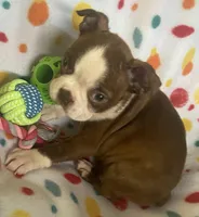 Markie, a male Boston Terrier for sale in Lake in the Hills, IL – Photo 4 of 7