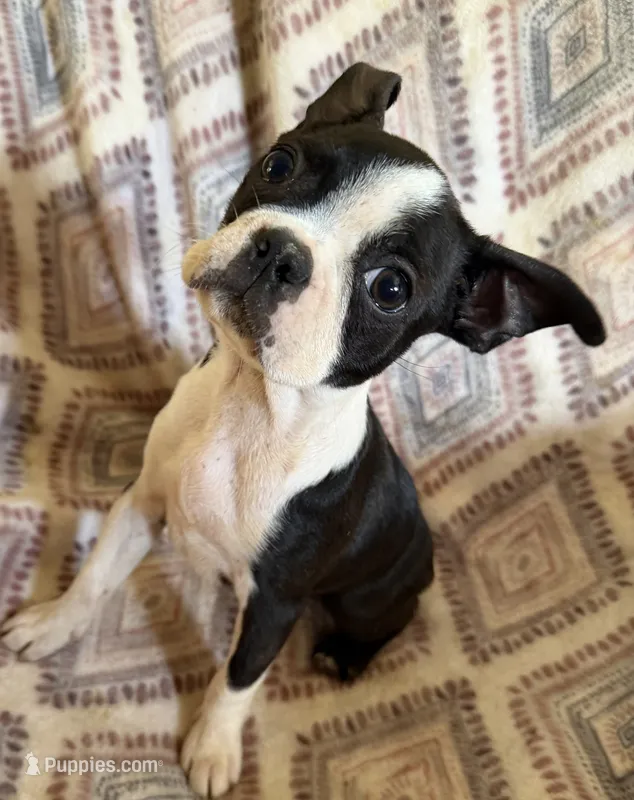 Maggie Mae – Boston Terrier puppy for sale in Lake in the Hills, IL