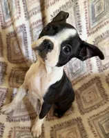 Maggie Mae, a female Boston Terrier for sale in Lake in the Hills, IL – 1 of 7