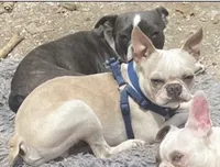 Noah , a male Boston Terrier for sale in Lake in the Hills, IL – 4 of 4