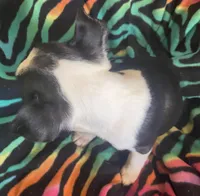 Hannah , a female Boston Terrier for sale in Lake in the Hills, IL – Photo 8 of 8