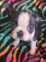 Hannah , a female Boston Terrier for sale in Lake in the Hills, IL – Photo 2 of 8