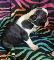 Hannah , a female Boston Terrier for sale in Lake in the Hills, IL – Photo 6 of 8
