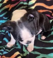 Hannah , a female Boston Terrier for sale in Lake in the Hills, IL – Photo 3 of 8