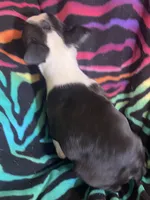 Hannah , a female Boston Terrier for sale in Lake in the Hills, IL – Photo 5 of 8