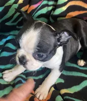 Hannah , a female Boston Terrier for sale in Lake in the Hills, IL – Photo 4 of 8