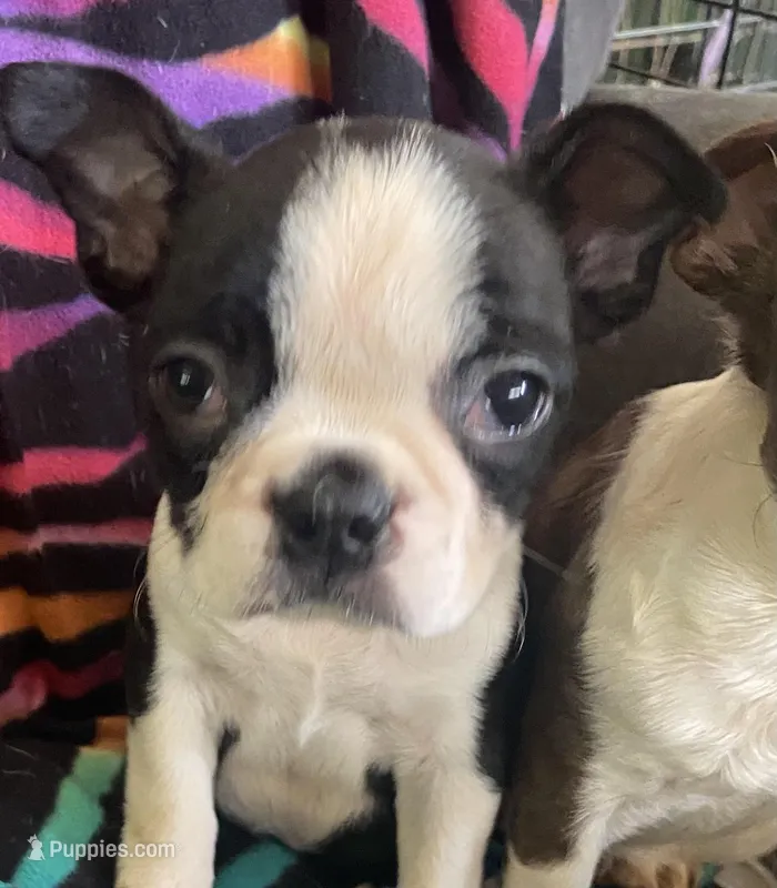 Hannah  – Boston Terrier puppy for sale in Lake in the Hills, IL