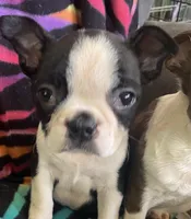 Hannah , a female Boston Terrier for sale in Lake in the Hills, IL – Photo 1 of 8