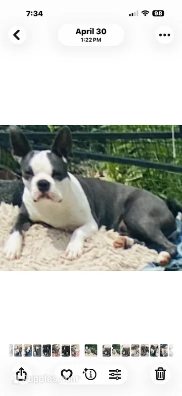 Sara is spayed – Boston Terrier puppy for sale in Lake in the Hills, IL