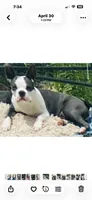 Sara is spayed, a female Boston Terrier for sale in Lake in the Hills, IL – 1 of 2
