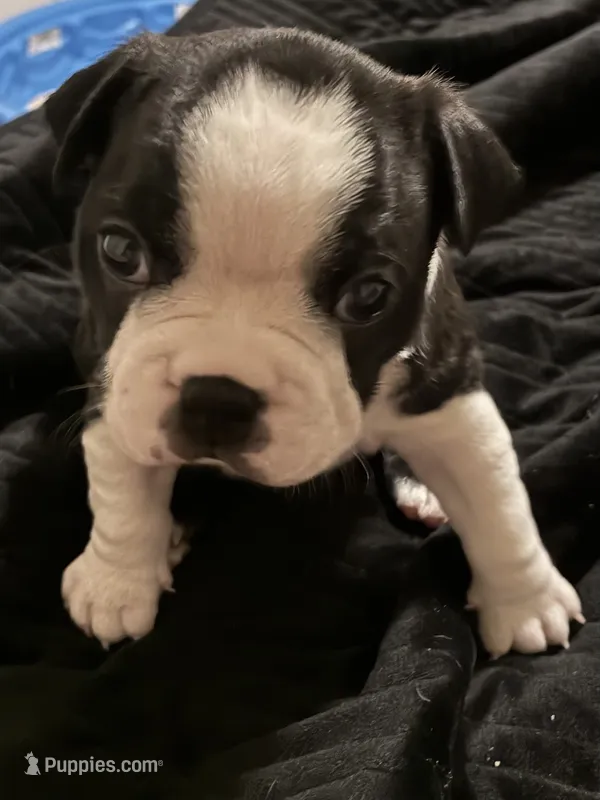 Mark – Boston Terrier puppy for sale in Lake in the Hills, IL