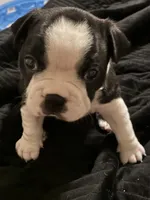 Mark, a male Boston Terrier for sale in Lake in the Hills, IL – 1 of 7