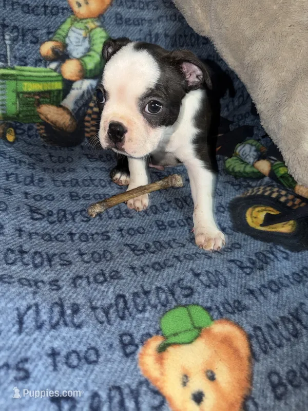 Mark – Boston Terrier puppy for sale in Lake in the Hills, IL