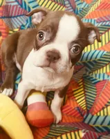 Sarah , a female Boston Terrier for sale in Lake in the Hills, IL – Photo 1 of 9