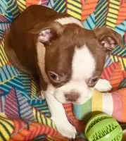 Sarah , a female Boston Terrier for sale in Lake in the Hills, IL – Photo 4 of 9