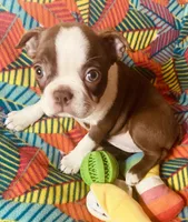 Sarah , a female Boston Terrier for sale in Lake in the Hills, IL – Photo 2 of 9