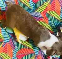 Sarah , a female Boston Terrier for sale in Lake in the Hills, IL – Photo 8 of 9