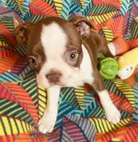 Sarah , a female Boston Terrier for sale in Lake in the Hills, IL – Photo 3 of 9