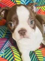Sarah , a female Boston Terrier for sale in Lake in the Hills, IL – Photo 6 of 9