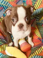 Sarah , a female Boston Terrier for sale in Lake in the Hills, IL – Photo 5 of 9