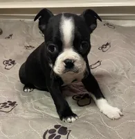 Joseph, a male Boston Terrier for sale in Lake in the Hills, IL – Photo 2 of 9