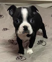 Joseph, a male Boston Terrier for sale in Lake in the Hills, IL – Photo 1 of 9