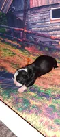 Joseph, a male Boston Terrier for sale in Lake in the Hills, IL – Photo 8 of 9