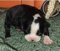 Joseph, a male Boston Terrier for sale in Lake in the Hills, IL – Photo 4 of 9