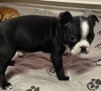 Joseph, a male Boston Terrier for sale in Lake in the Hills, IL – Photo 3 of 9
