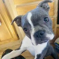 Bella, a female Boston Terrier for sale in Lake in the Hills, IL – Photo 1 of 10