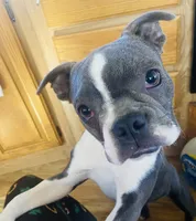 Bella, a female Boston Terrier for sale in Lake in the Hills, IL – Photo 1 of 10