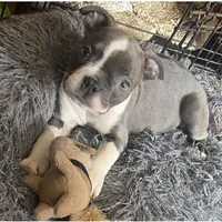 Bella, a female Boston Terrier for sale in Lake in the Hills, IL – Photo 6 of 10