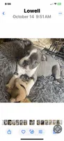 Bella, a female Boston Terrier for sale in Lake in the Hills, IL – Photo 9 of 10