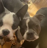 Bella, a female Boston Terrier for sale in Lake in the Hills, IL – Photo 7 of 10