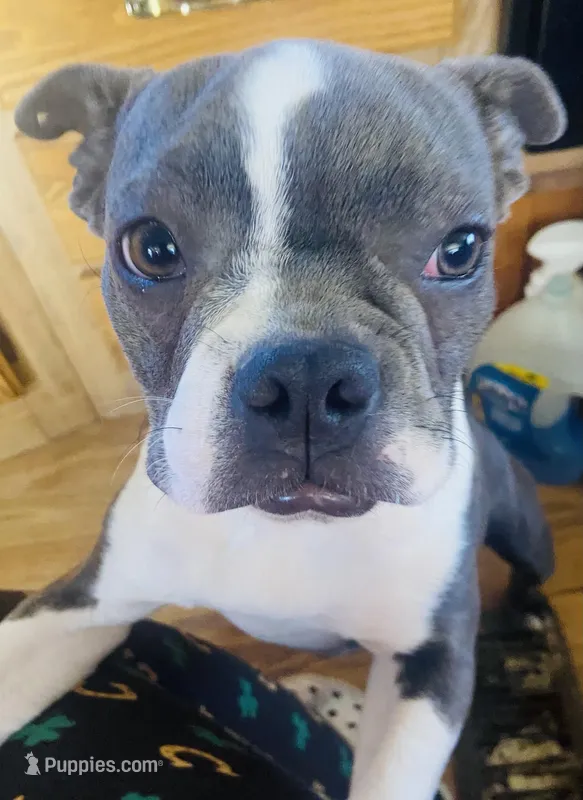 Bella – Boston Terrier puppy for sale in Lake in the Hills, IL