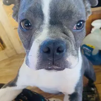 Bella, a female Boston Terrier for sale in Lake in the Hills, IL – Photo 2 of 10