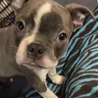 Bella, a female Boston Terrier for sale in Lake in the Hills, IL – Photo 5 of 10