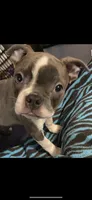 Bella, a female Boston Terrier for sale in Lake in the Hills, IL – Photo 5 of 10