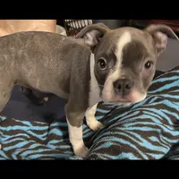 Bella, a female Boston Terrier for sale in Lake in the Hills, IL – Photo 4 of 10