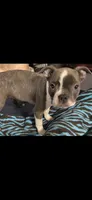 Bella, a female Boston Terrier for sale in Lake in the Hills, IL – Photo 4 of 10