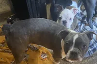 Bella, a female Boston Terrier for sale in Lake in the Hills, IL – Photo 8 of 10