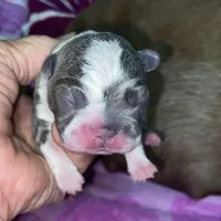 Bella, a female Boston Terrier for sale in Lake in the Hills, IL – Photo 9 of 10