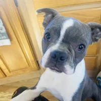 Bella, a female Boston Terrier for sale in Lake in the Hills, IL – Photo 3 of 10